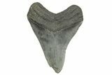 Fossil Megalodon Tooth - South Carolina #368372-1